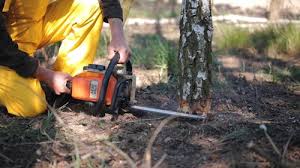 Best Tree Preservation Services  in Flat Rock, NC
