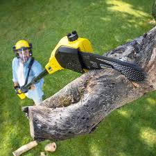 Best Lawn Renovation and Restoration  in Flat Rock, NC
