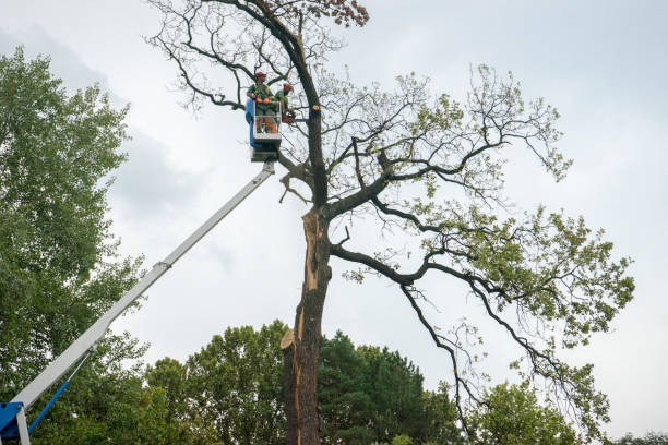 How Our Tree Care Process Works  in  Flat Rock, NC