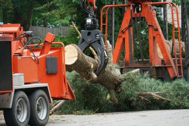 Best Lawn Disease Treatment  in Flat Rock, NC